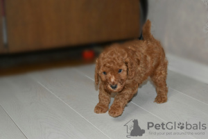 Photo №4. I will sell poodle (dwarf) in the city of Minsk. breeder - price - 900$