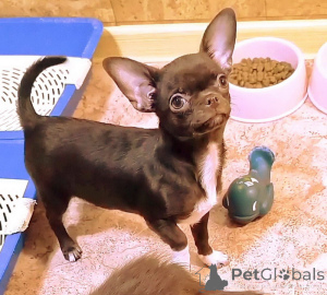 Photo №1. chihuahua - for sale in the city of Minsk | negotiated | Announcement № 166046