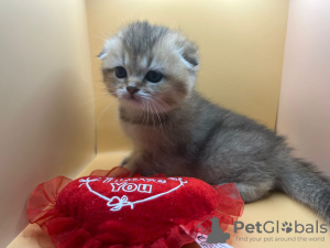 Photo №2 to announcement № 72145 for the sale of british shorthair - buy in Switzerland private announcement