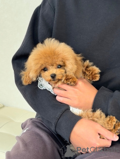 Photo №4. I will sell poodle (toy) in the city of Hamburg. breeder - price - negotiated