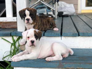 Photo №3. Beautiful Boxer puppies for good home. Germany