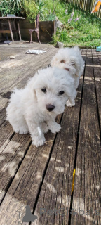 Photo №3. Playful Bichon Frise puppies. Slovenia