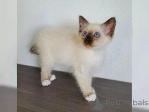Photo №1. birman - for sale in the city of Hamburg | 250$ | Announcement № 155338