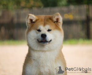 Photo №1. akita - for sale in the city of Smolensk | 235$ | Announcement № 7311