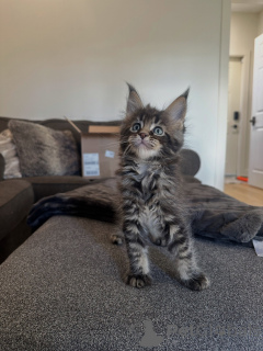 Photo №2 to announcement № 177804 for the sale of maine coon - buy in Germany breeder