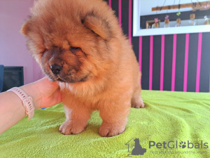 Additional photos: Chow chow puppies