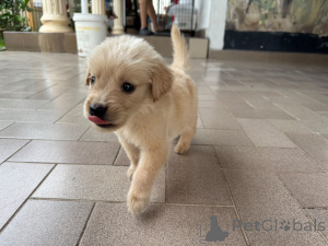 Photo №2 to announcement № 175701 for the sale of golden retriever - buy in Germany private announcement
