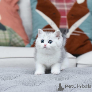 Photo №3. 4 kittensare one of the most enchanting and visually stunning felines in the cat. Cyprus