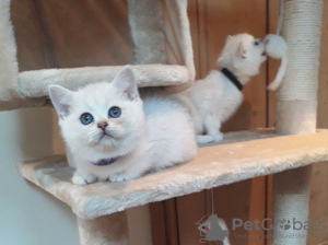 Photo №1. british shorthair - for sale in the city of Аугсбург | 370$ | Announcement № 123359