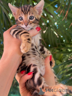 Photo №3. Beautiful Brown Rosetted Bengal Kittens Males & Females Available. Germany