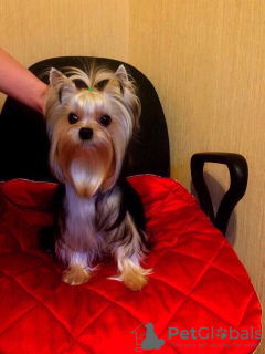Photo №1. yorkshire terrier - for sale in the city of Kazan | negotiated | Announcement № 9033