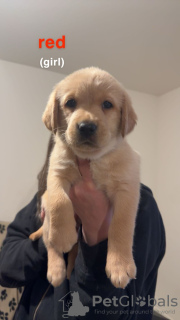 Additional photos: Lovely litter of KC Registered Labrador puppies.