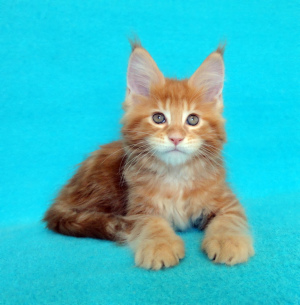 Photo №1. maine coon - for sale in the city of Vladimir | 603$ | Announcement № 6265
