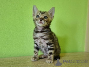 Photo №1. bengal cat - for sale in the city of Łódź | 847$ | Announcement № 149495