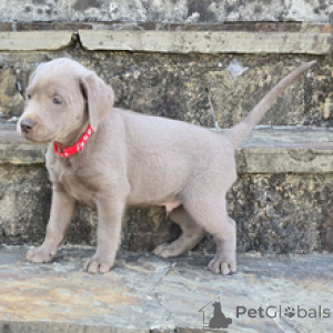 Photo №2 to announcement № 166535 for the sale of labrador retriever - buy in Germany breeder