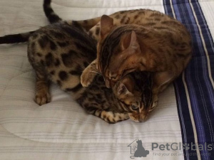 Photo №1. bengal cat - for sale in the city of Berlin | Is free | Announcement № 95077