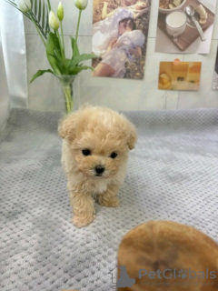 Photo №2 to announcement № 133505 for the sale of poodle (dwarf) - buy in United States private announcement