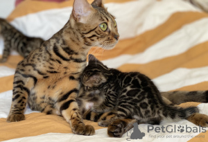 Additional photos: Urgently selling cute bengal kittens