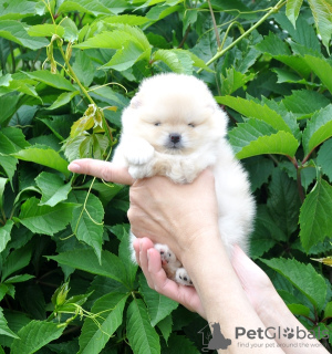 Photo №4. I will sell pomeranian in the city of Москва. from nursery, breeder - price - 521$