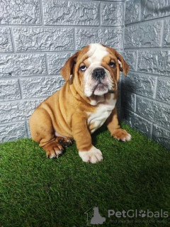 Photo №2 to announcement № 119045 for the sale of english bulldog - buy in Serbia breeder