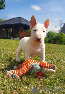 Photo №4. I will sell bull terrier in the city of Bogatynia. breeder - price - negotiated