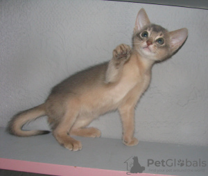 Photo №3. Abyssinian kittens of unusual colors. Belarus