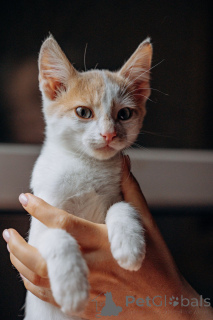 Photo №2 to announcement № 148224 for the sale of  - buy in Russian Federation private announcement