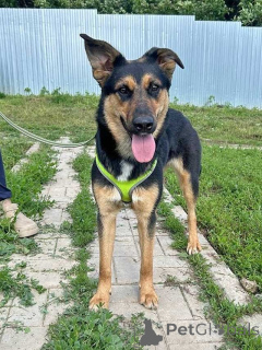 Photo №3. Wonderful, affectionate young dog Klepa is looking for a home. Russian Federation