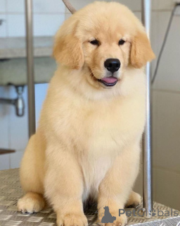 Photo №1. labrador retriever - for sale in the city of Berlin | 450$ | Announcement № 168090