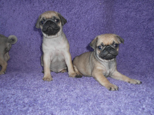 Photo №3. Remarkable pug puppies. Boys and girl. Purebred, at home you can look at both. Russian Federation