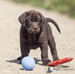Photo №1. labrador retriever - for sale in the city of Yaroslavl | negotiated | Announcement № 150724