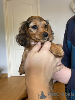 Photo №2 to announcement № 103388 for the sale of dachshund - buy in United States breeder