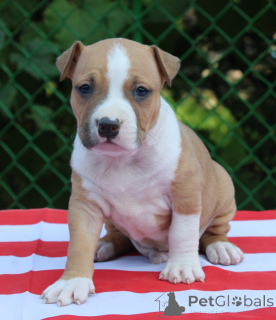 Photo №3. Top Quality Armenian Gampr. Armenia