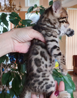 Photo №3. Bengal boy. Ukraine