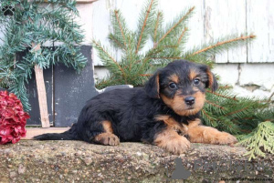 Photo №4. I will sell yorkshire terrier in the city of Gelsenkirchen.  - price - 560$