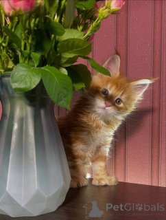 Photo №3. A heart full of sunshine and whiskers full of mischief Nala lights up every day!. Sweden