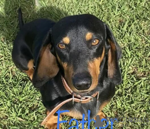 Photo №1. dachshund - for sale in the city of Garwolin | 349$ | Announcement № 95710