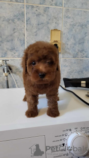 Photo №4. I will sell poodle (toy) in the city of Žitište. breeder - price - negotiated