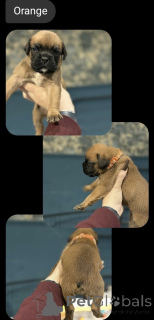 Photo №1. boxer - for sale in the city of Alaska | 500$ | Announcement № 159520