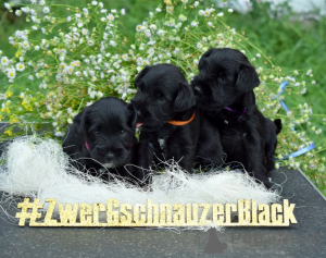 Photo №2 to announcement № 11590 for the sale of schnauzer - buy in Turkey private announcement