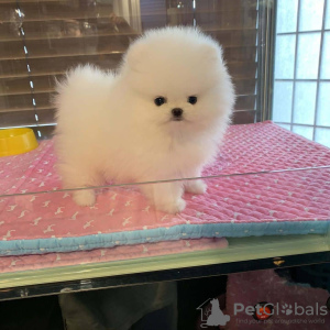 Photo №1. pomeranian - for sale in the city of Riyadh | negotiated | Announcement № 31231