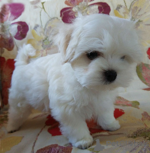 Photo №4. I will sell maltese dog in the city of Kiev. from nursery - price - 1500$