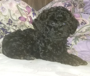 Photo №1. poodle (dwarf) - for sale in the city of Москва | 860$ | Announcement № 3447