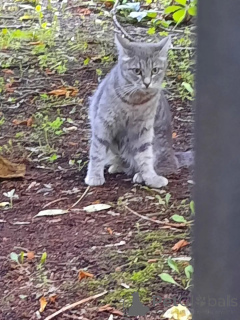 Photo №3. The cat haze (2 years) needs a house. Russian Federation