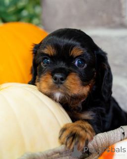 Photo №4. I will sell cavalier king charles spaniel in the city of Lintgen. private announcement - price - negotiated