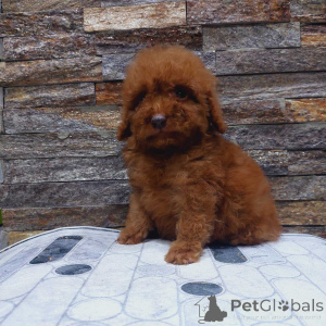 Photo №3. We offer toy puppies. Serbia
