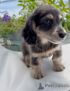 Photo №2 to announcement № 174842 for the sale of dachshund - buy in Germany breeder