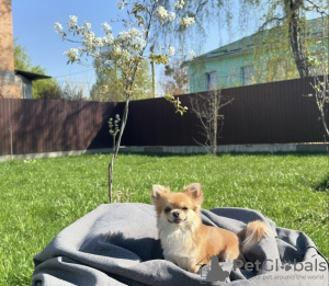 Photo №2 to announcement № 103955 for the sale of chihuahua - buy in Germany breeder