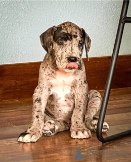 Photo №1. great dane - for sale in the city of Port Hedland | 1000$ | Announcement № 50388