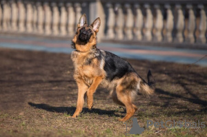 Photo №1. german shepherd - for sale in the city of Москва | 672$ | Announcement № 10448